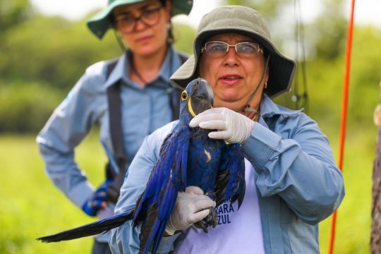 Neiva Guedes, bióloga responsável pelo projeto Arara Azul. Foto: Divulgação