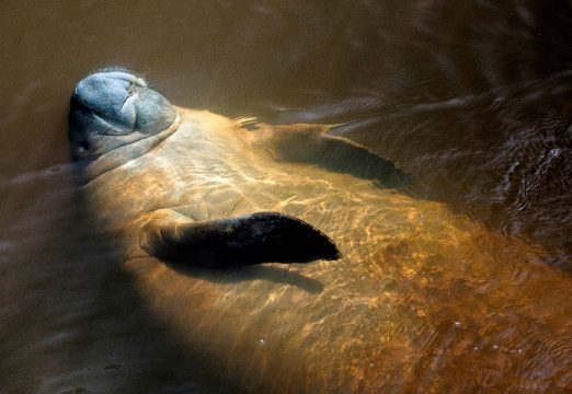 O peixe-boi tem na Costa dos Corais o seu habitat natural. Foto: Araquém Almeida