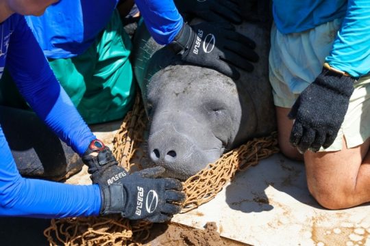 Peixe boi Ivi liberada após um período de recuperação e engorda. Foto: Rafael Munhoz