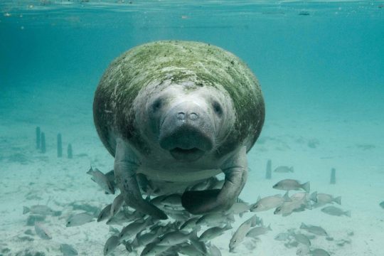 O peixe-boi pode chegar até 600 quilos. Foto: Divulgação